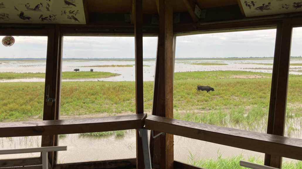 afb5-GP NPNL Lelystad